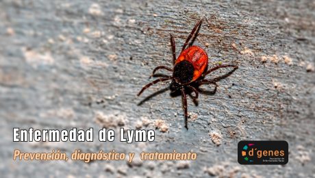 enfermedad lyme